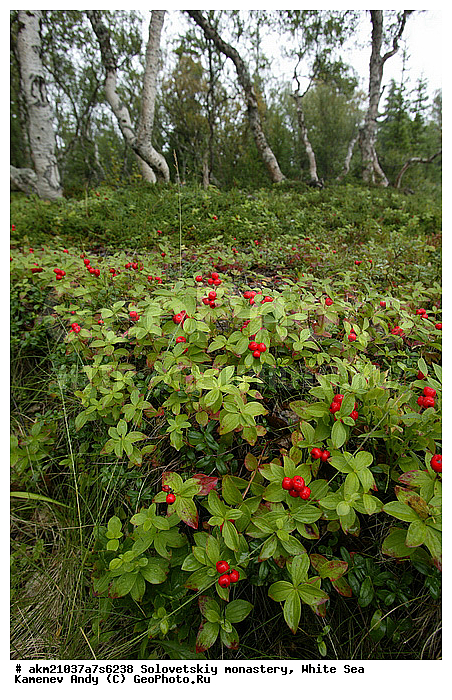 Chamaepericlymenum suecicum, Cornus suecica, ĸ��� ��������, ����������, ������, �����, ������, ������, �����, �����, �����
