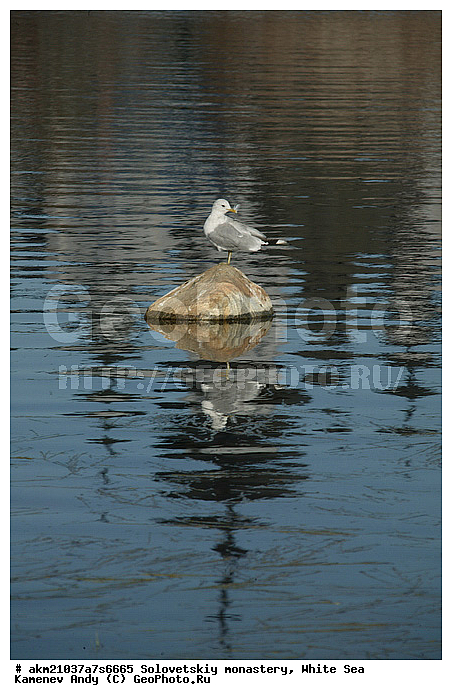 ������� ����������, ���, ������ �����, ����������, ���������� ���������, �������, �������, ������, ���������, �����, ������, ���������, ���������, ������, ������������