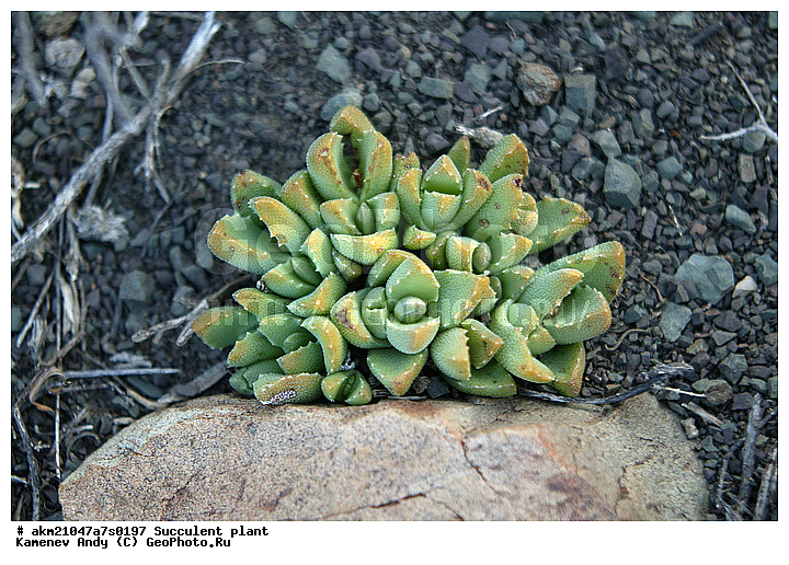 ��������, ����������, �����