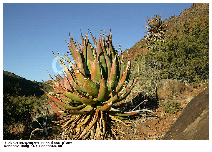 ��������, ����������, �����