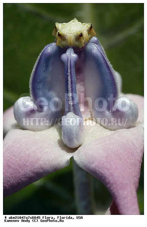 ���, �������, ��������, �����