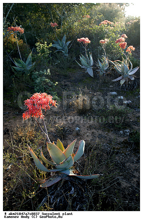 ��������, ����������, �����