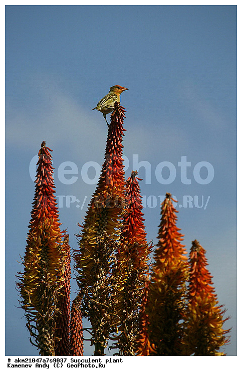 ��������, ����������, �����