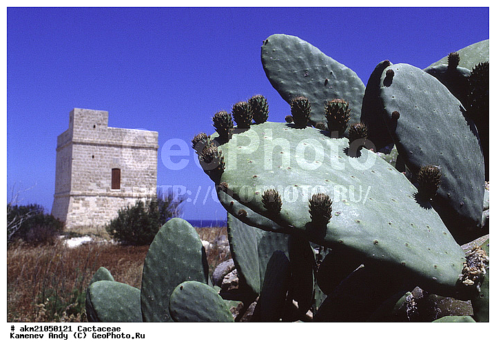 ��������� �������, ������, ��������