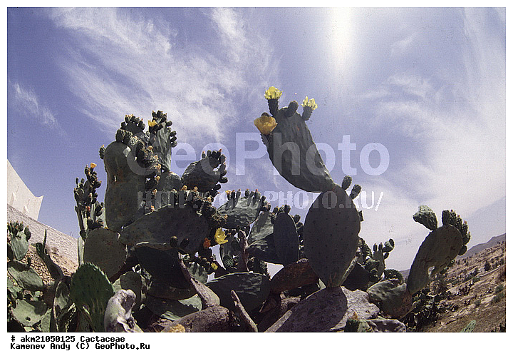 ��������� �������, ������, ��������