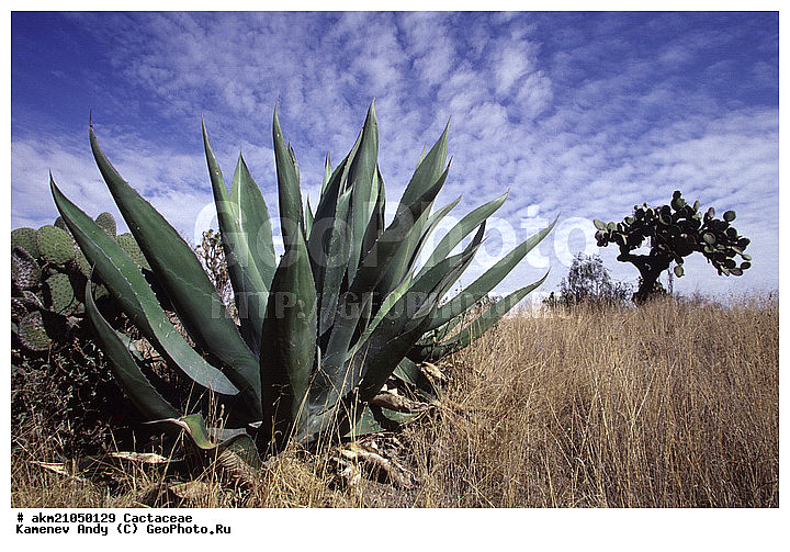 ��������� �������, ������, ��������