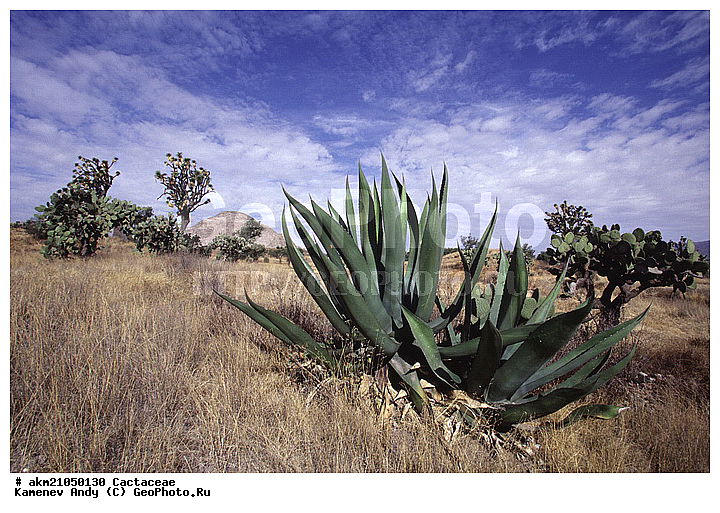 ��������� �������, ������, ��������