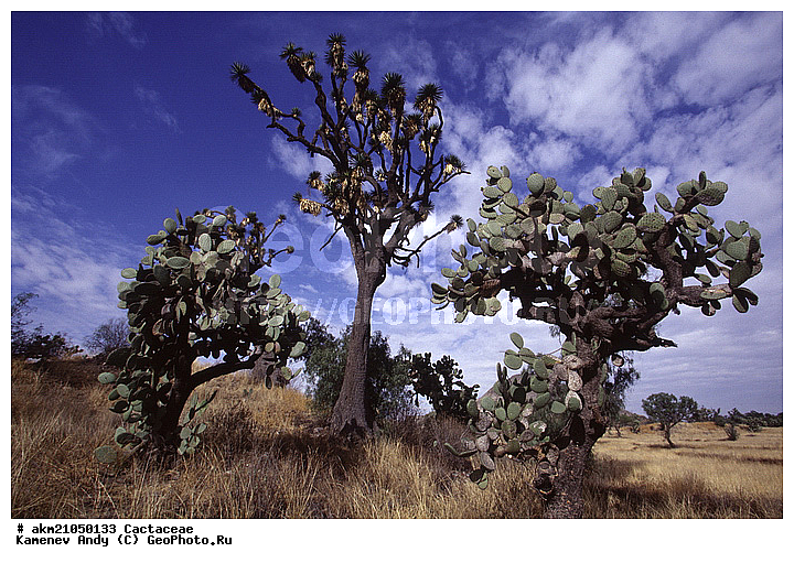 ��������� �������, ������, ��������