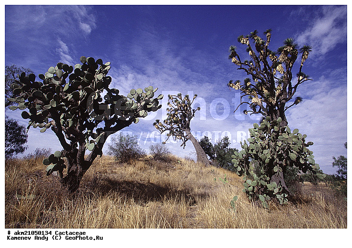 ��������� �������, ������, ��������