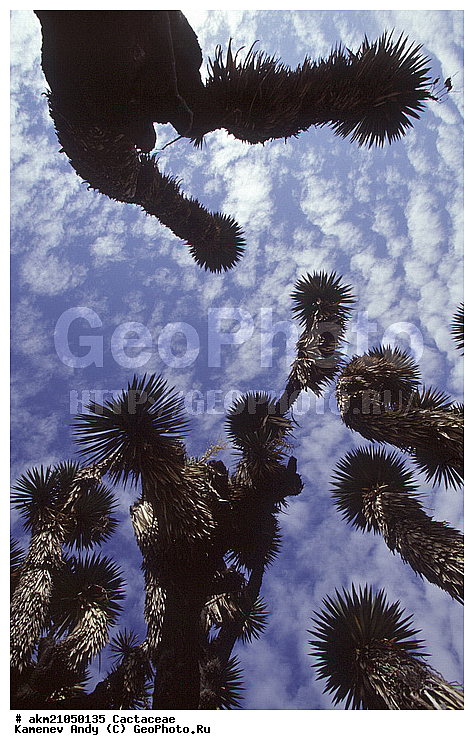 ��������� �������, ������, ��������