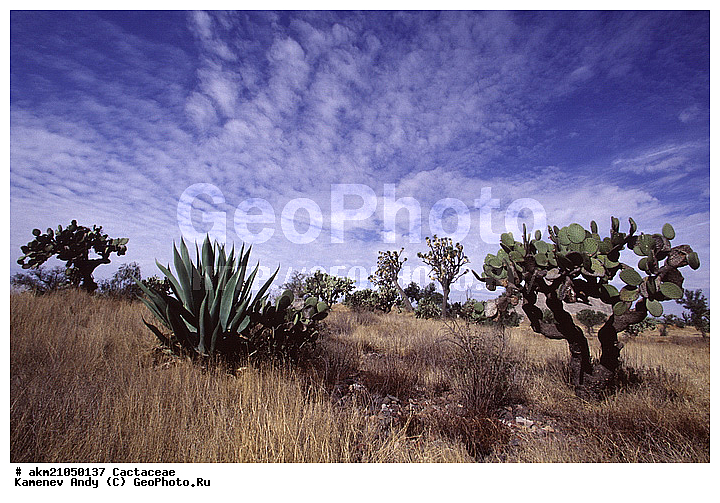 ��������� �������, ������, ��������