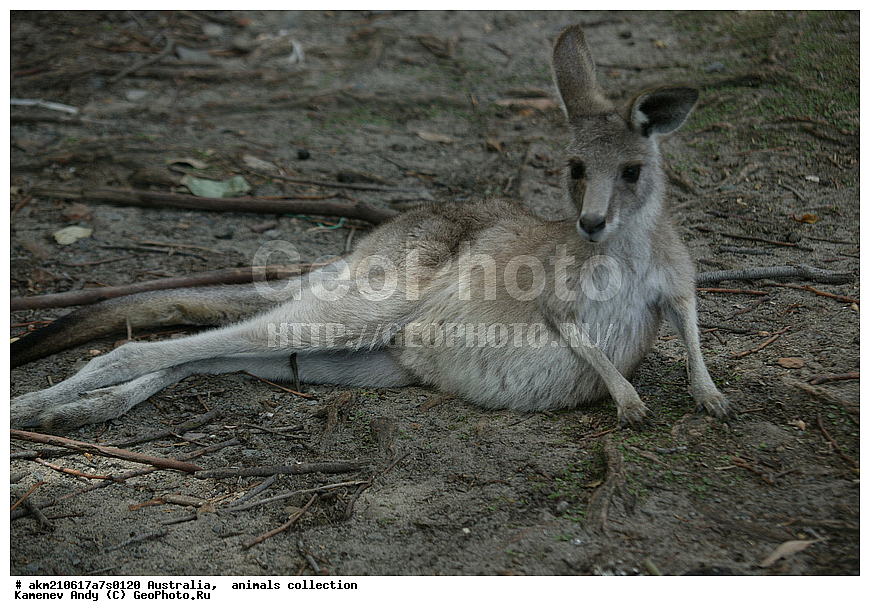 ���������, ��������