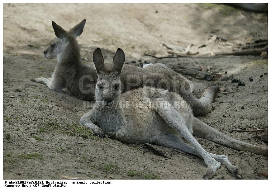 ���������, ��������