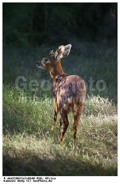 Game Reserve, Shamwari, ������, ���������, �������, ���, ����� ������, �����������, �������� �������, �������������, �������������, ���������, �������, ���������� �������, ������ ����, ������-����, �������, ��������, ��������, �������������, �������������, �����, �����, XYZ, ���������, Bovidae, �������, K������ �������, Raphicerus melanotis, Nototragus melanotis, Calotragus melanotis, Antilope tragulus melanotis, Tragulus melanotis