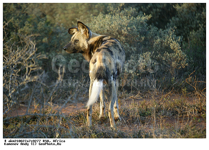 Game Reserve, Shamwari, ������, ���������, �������, ���, ����� ������, �����������, ��������, �����������, ��������, ���������, ������, �������������, �����, �����, XYZ, ������, �������, ������, Canidae, ����������� ������, �������� ������, Lycaon pictus, �������������, �����, �����, XYZ, ������, �������, ������, Canidae, ����������� ������, �������� ������, Lycaon pictus