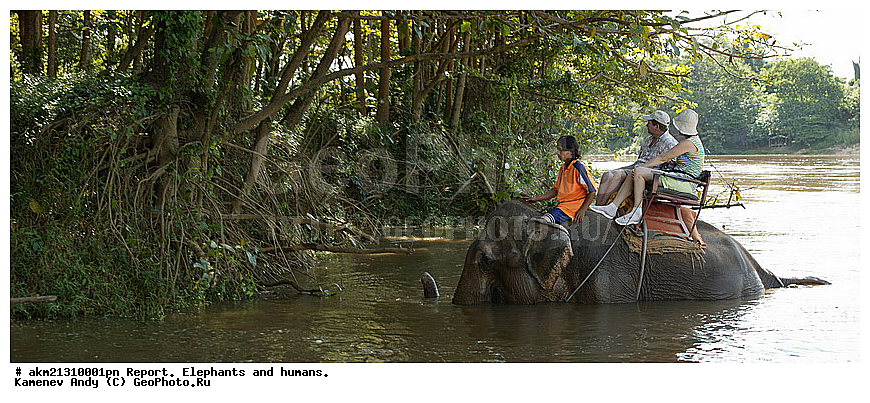 �����, ����, ��������, ������������, �� ������, �������������, �����, �����, XYZ, ��������, Proboscidea, ��������� ����, ��������� ����, Elephas maximus, ��������, Elephantidae