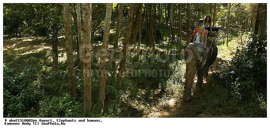 �����, ����, ��������, ������������, �� ������, �������������, �����, �����, XYZ, ��������, Proboscidea, ��������� ����, ��������� ����, Elephas maximus, ��������, Elephantidae