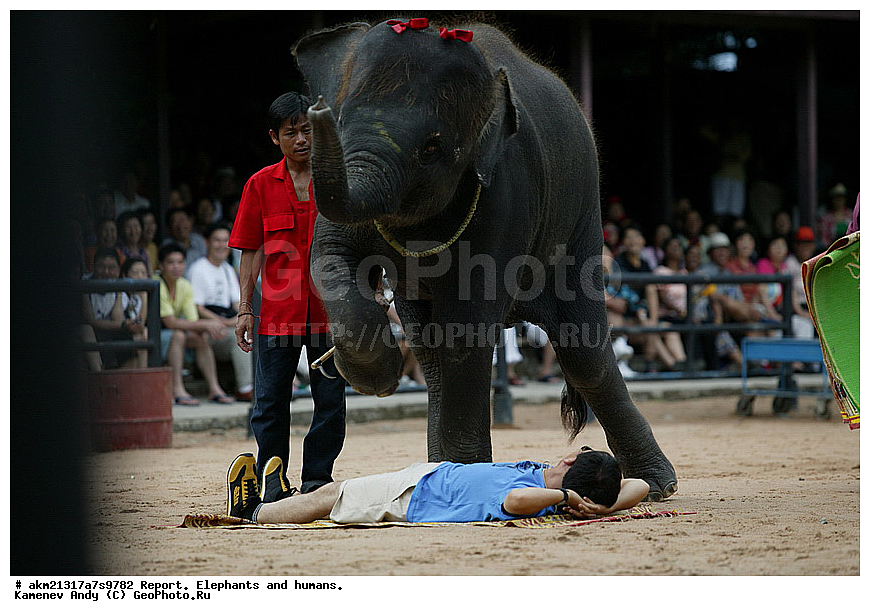 �����, ����, ��������, ������������, �� ������, �������������, �����, �����, XYZ, ��������, Proboscidea, ��������� ����, ��������� ����, Elephas maximus, ��������, Elephantidae