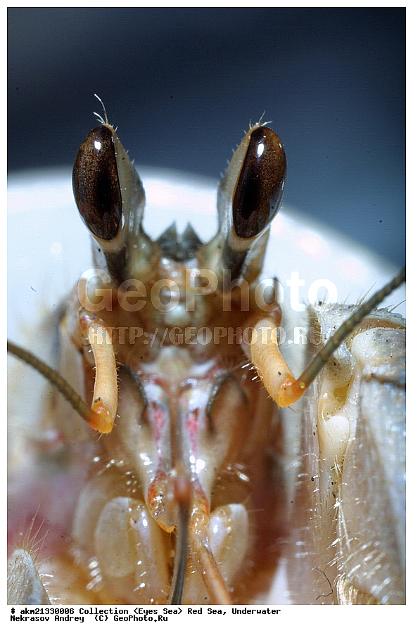 �����, ������� ����, ��������� ������, �����, ���������, ����, ��������, ����� ���� 