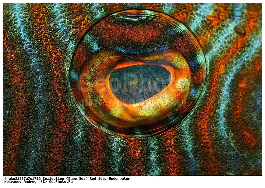 �����, ������� ����, ��������� ������, �����, ���������, ����, ��������, ����� ���� 