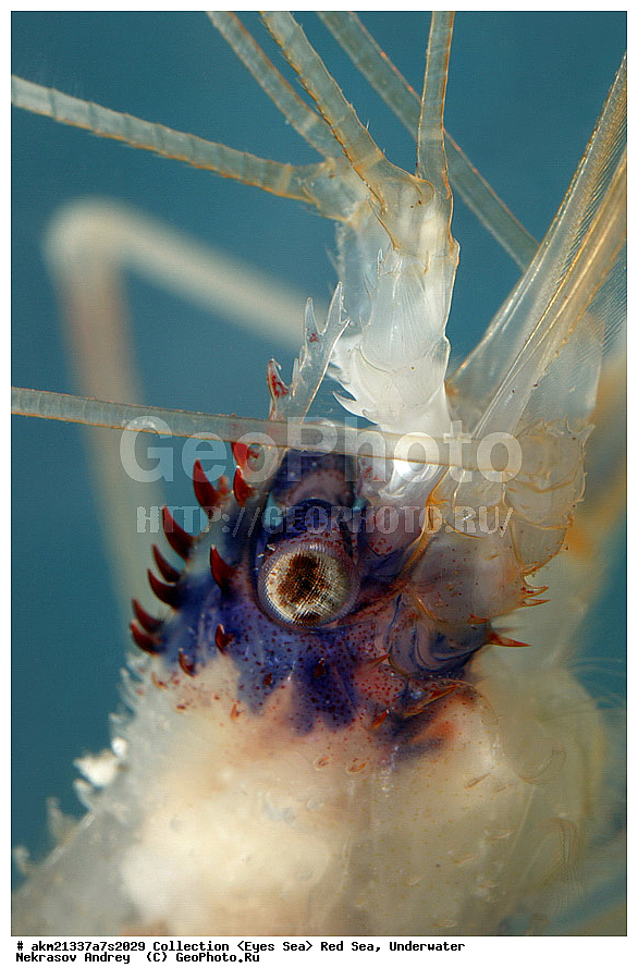 �����, ������� ����, ��������� ������, �����, ���������, ����, ��������, ����� ���� 