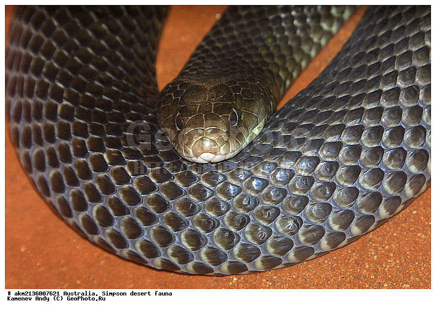 ��������, �����, �������, ������� ��������