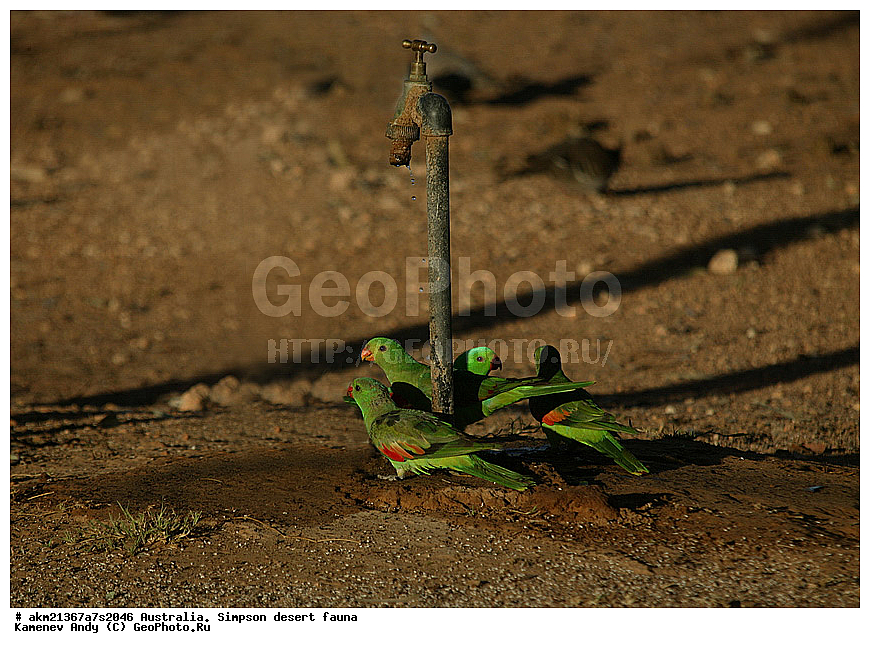 ��������, �����, �������, ������� ��������, ��������, ��������, �����, �����, ��������, �����������, XYZ, ����������, Psittacidae, ������������ �������, Aprosmictus erythropterus