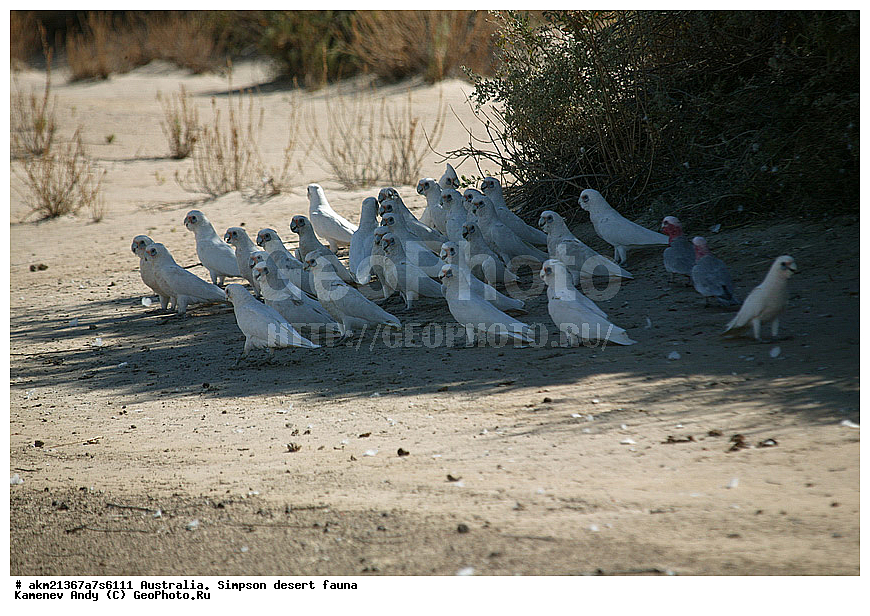 ��������, �����, �������, ������� ��������, ��������, ��������, �����, �����, ��������, �����������, XYZ, ������, Cacatuidae, ���������� ������, Cacatua sanguinea, Kakatoe sanguinea, , ������� ������, Eolophus roseicapilla, Cacatua roseicapilla, Eolophus roseicapillus, Kakatoe roseicapillus