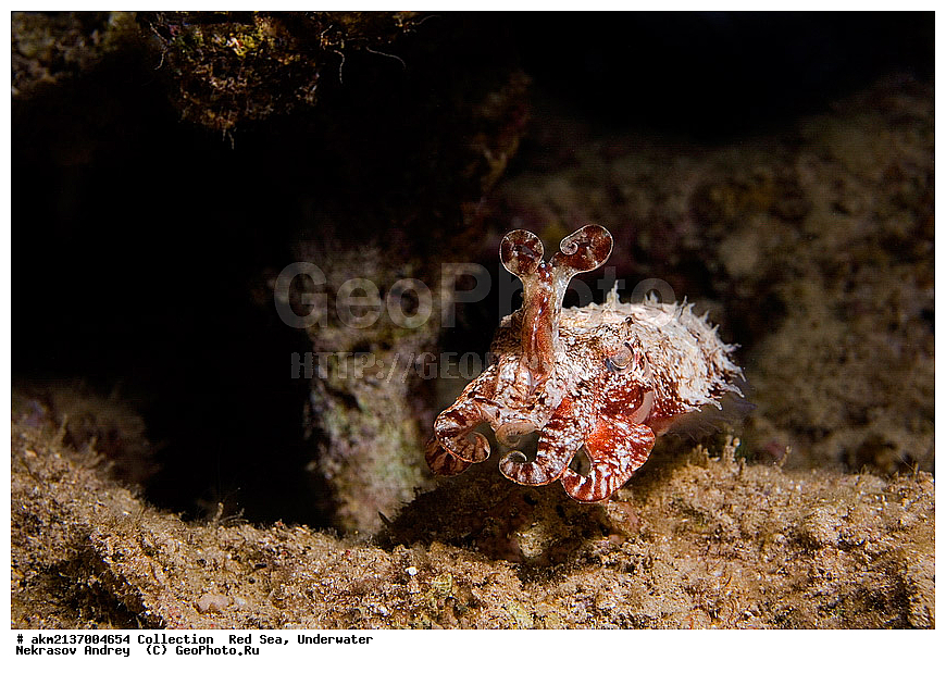  �����, ������, ������� ����, ��������� ������, 