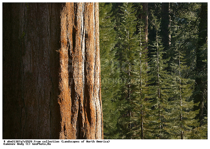  ��������, ������, �������� �������, ������������ ����, ��� ����� �������� �������, �������, �������, ���, �������