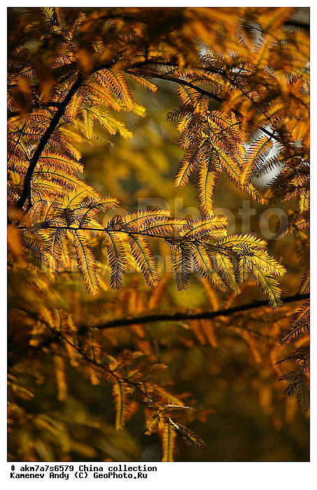 ����, ����-�������, �������, �����, ���������, ���������