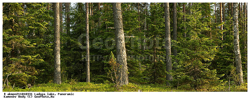 �������, �������� �������, ��������, ����, ������, ��������� �����, ���, ����, �������, �����, �����, ����