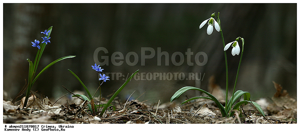 ����, ����������, ���������� ���, �������, �����, ��������, �������, ������, ������ ��������, �����, ��������, ���������� ��������, ������, �����, ������������ ��������, ������������ ��������, XYZ, �������������, Amaryllidaceae, ���������� ����������, Galanthus plicatus