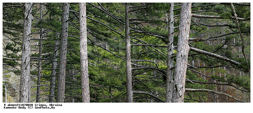 ����, ����������, ���������� ���, �������