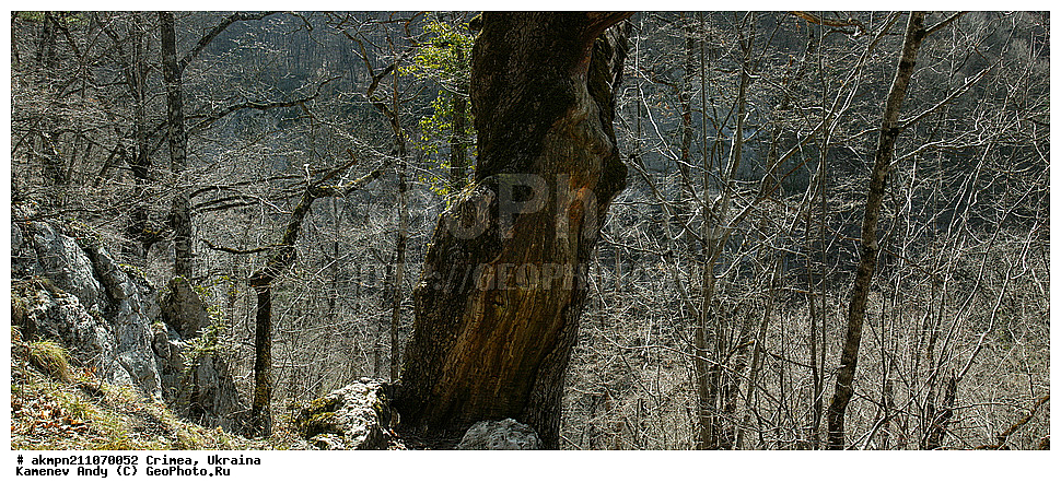 ����, ����������, ���������� ���, �������