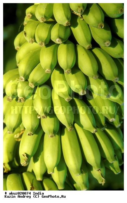 �����, ���������, �����, ������, ������