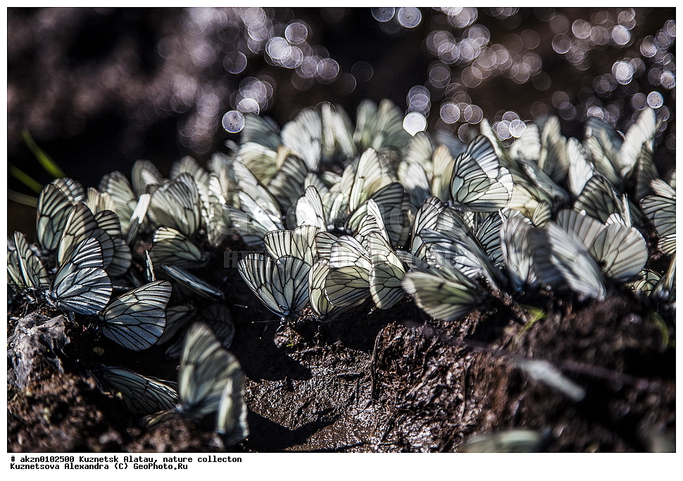 ��������� ������, ����, �������, ����,  �������, ������