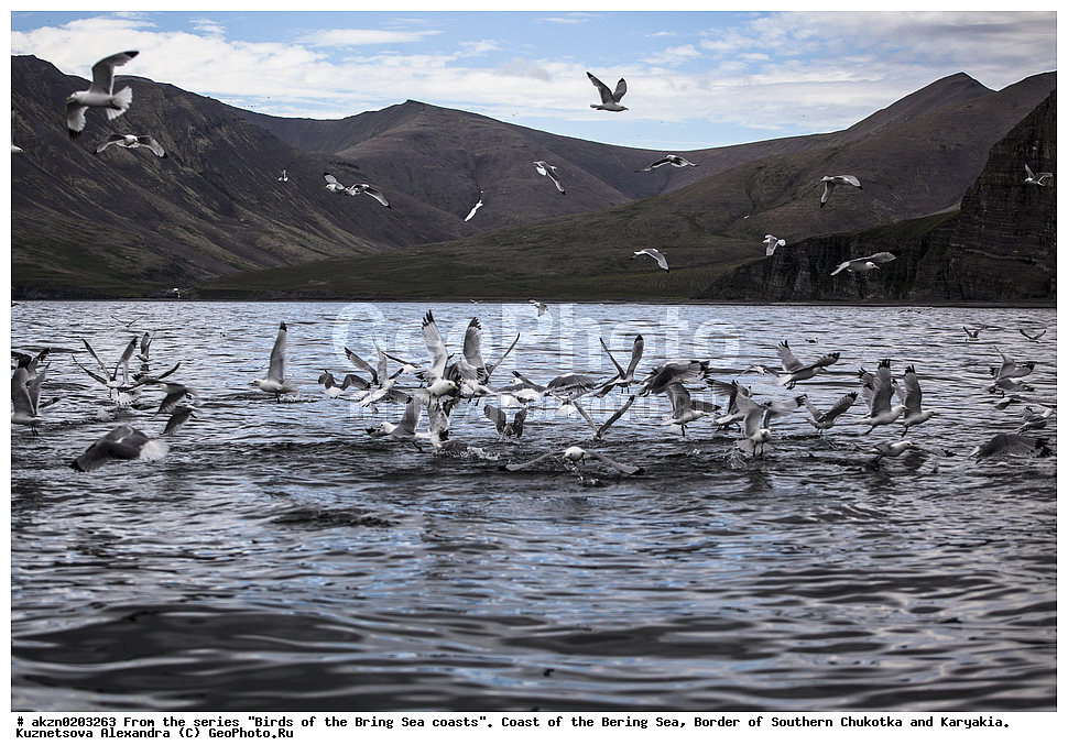 �����,  ���������, �������� ����, �������, �������, ����, ���������, �����������, 
, ��������