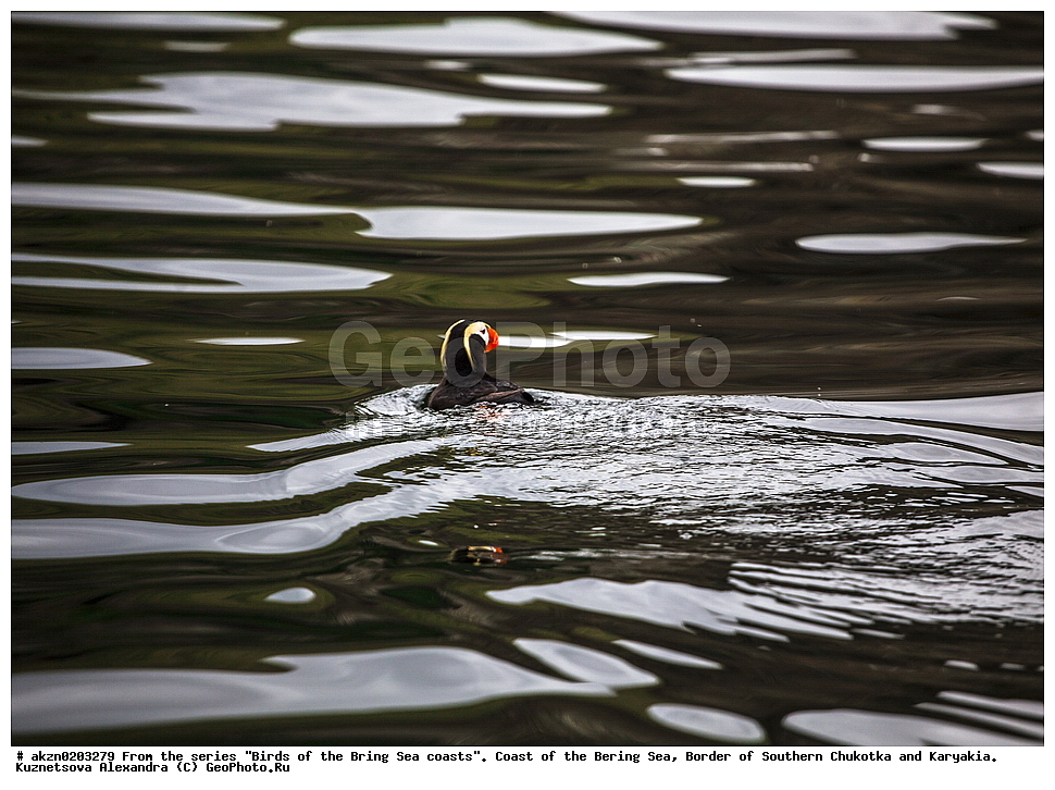 �����,  ���������, �������� ����, �������, �������, ����, ���������, �����������, 
, ��������