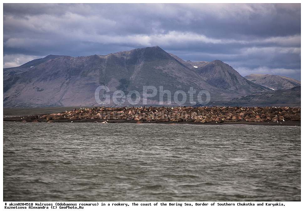 ����� ����, ��������, �����, �������, �������, ����, ��������� ����, � ���������, ��������� �����, ����, �����, �������, Odobaenus rosmarus, Odobenus rosmarus, ��������