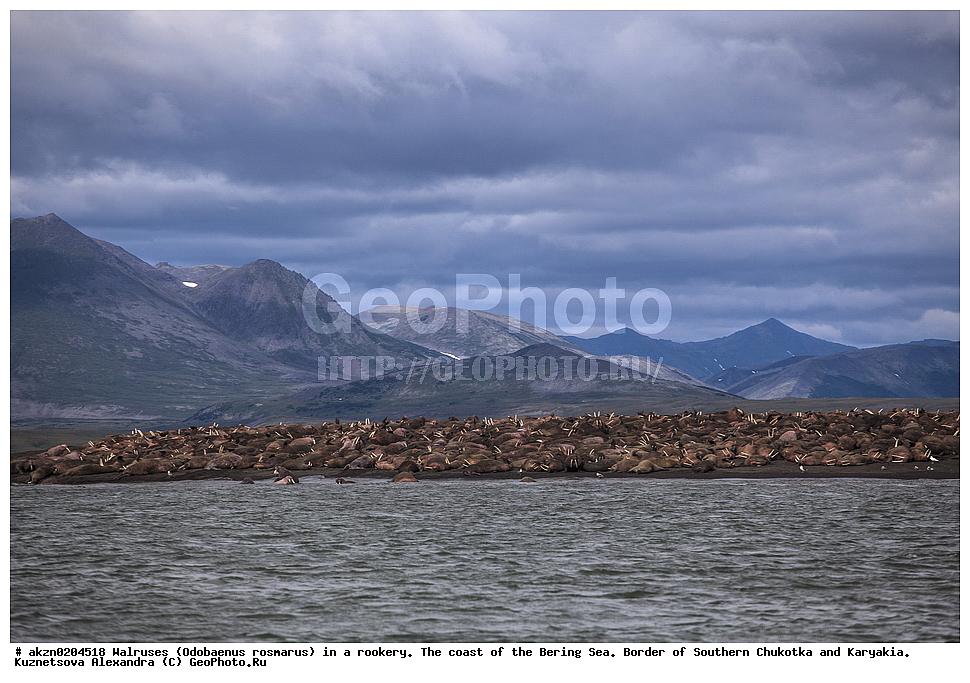 ����� ����, ��������, �����, �������, �������, ����, ��������� ����, � ���������, ��������� �����, ����, �����, �������, Odobaenus rosmarus, Odobenus rosmarus, ��������