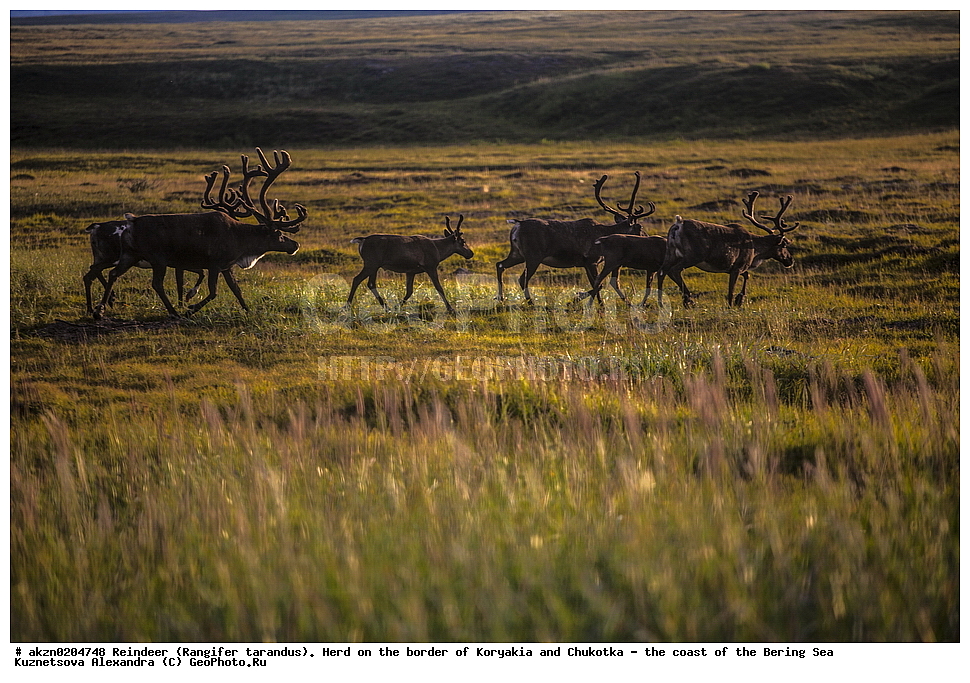 �������� �����, Rangifer tarandus, �������, �������, ������, �����, ������������, ����, �����, ��������
