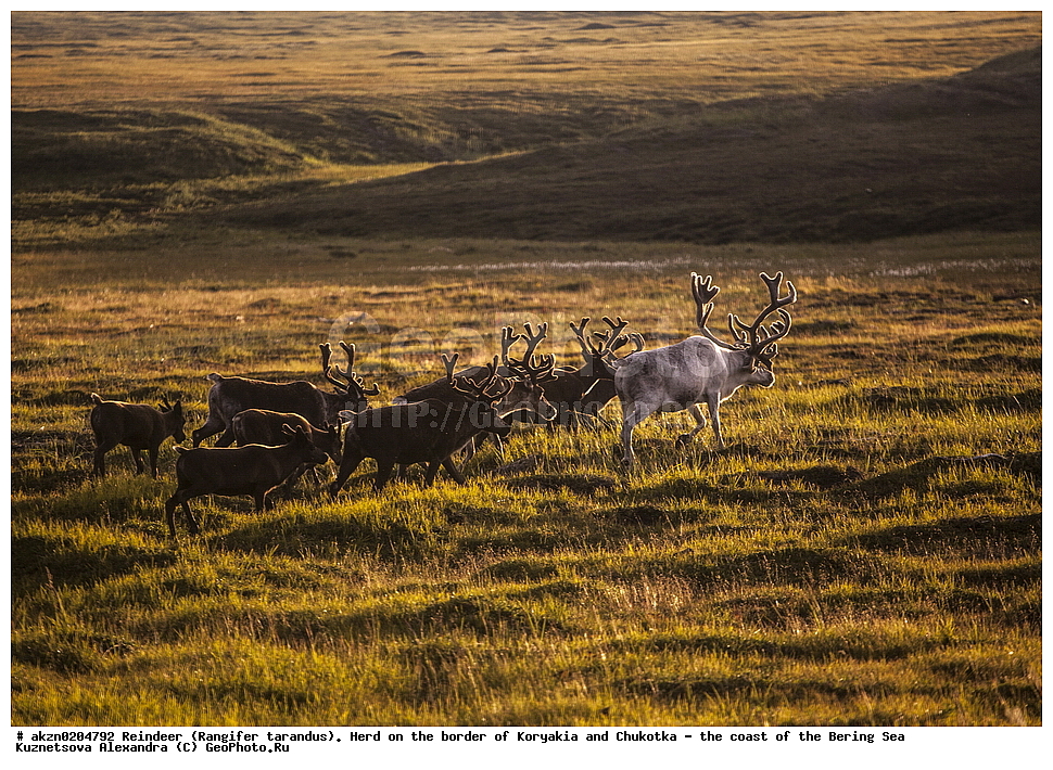 �������� �����, Rangifer tarandus, �������, �������, ������, �����, ������������, ����, �����, ��������