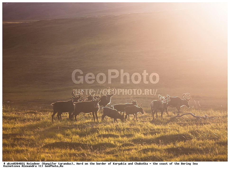 �������� �����, Rangifer tarandus, �������, �������, ������, �����, ������������, ����, �����, ��������