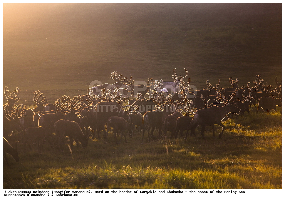 �������� �����, Rangifer tarandus, �������, �������, ������, �����, ������������, ����, �����, ��������
