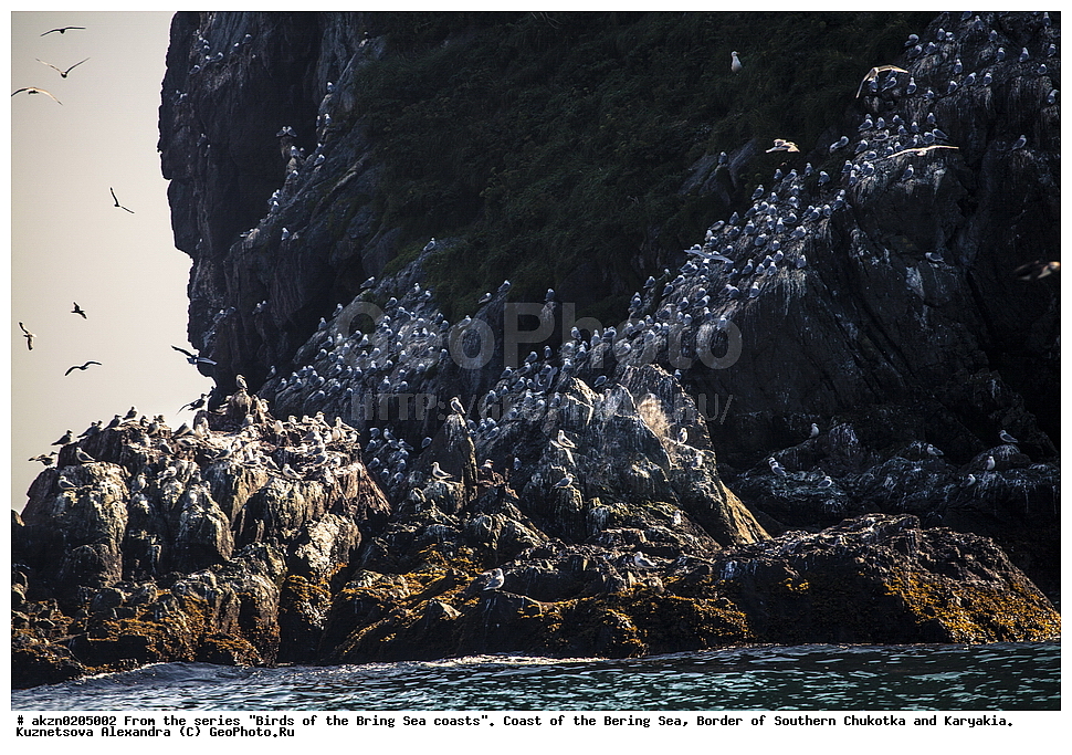 �����,  ���������, �������� ����, �������, �������, ����, ���������, �����������, 
, ��������