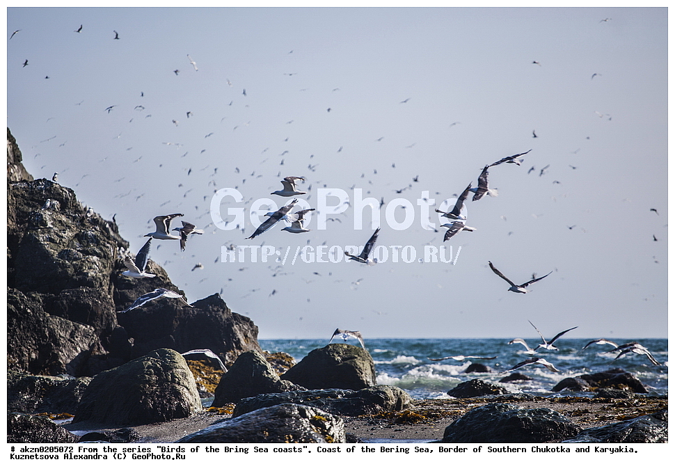 �����,  ���������, �������� ����, �������, �������, ����, ���������, �����������, 
, ��������