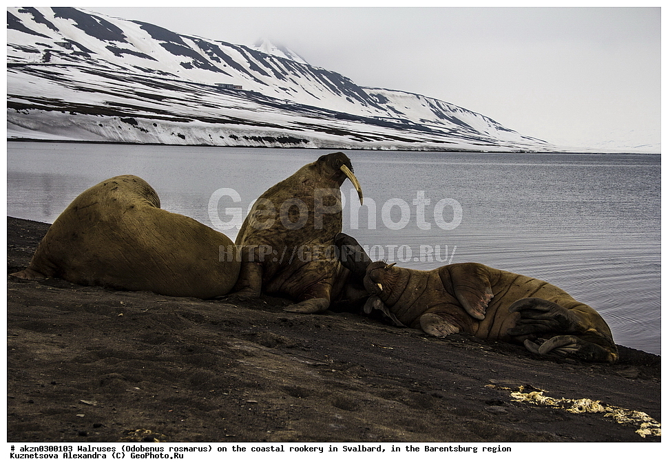 ����, Odobenus rosmarus, �������, ����������, ����, ��������� ����, ����������, ���������, ���������� , �������, ���������, ������� ���������� ������