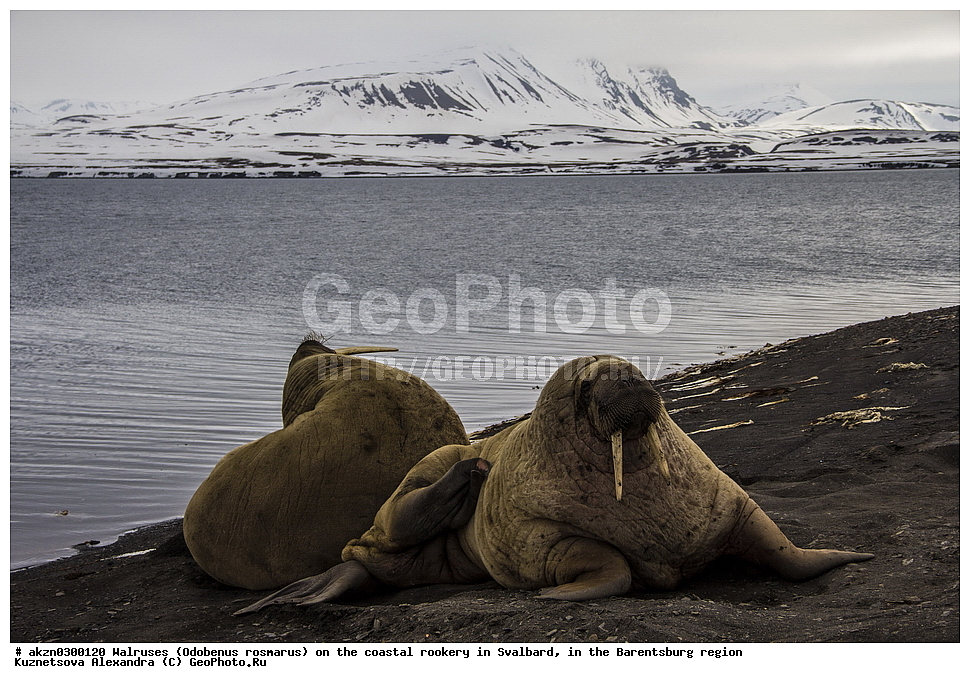 ����, Odobenus rosmarus, �������, ����������, ����, ��������� ����, ����������, ���������, ���������� , �������, ���������, ������� ���������� ������