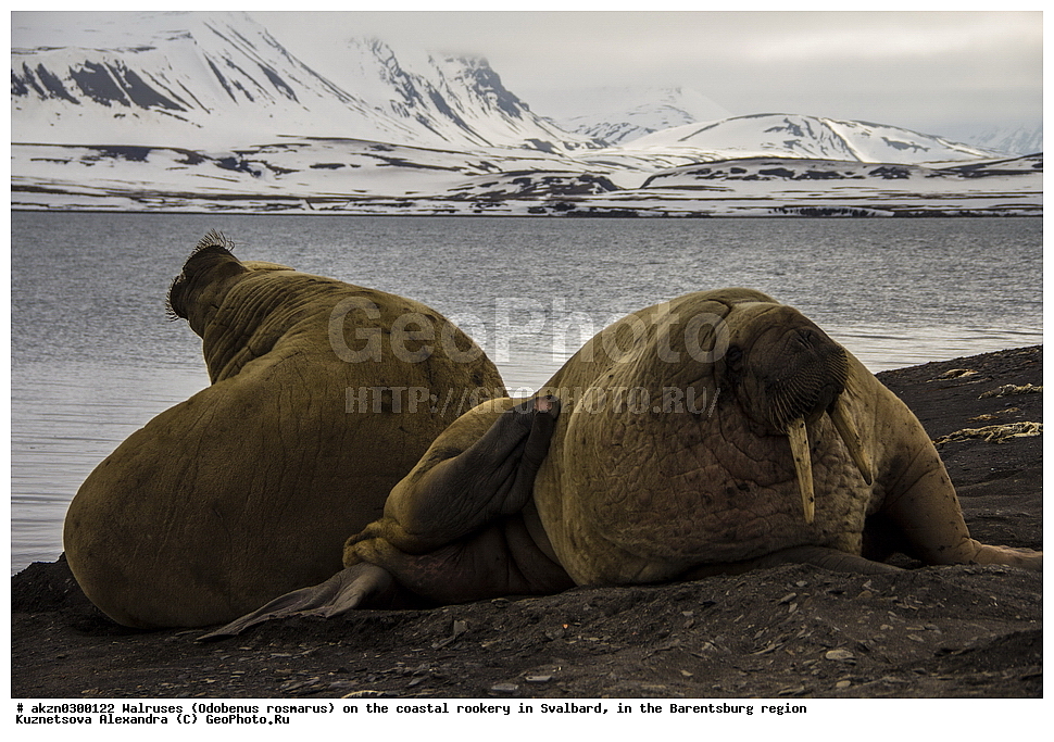 ����, Odobenus rosmarus, �������, ����������, ����, ��������� ����, ����������, ���������, ���������� , �������, ���������, ������� ���������� ������